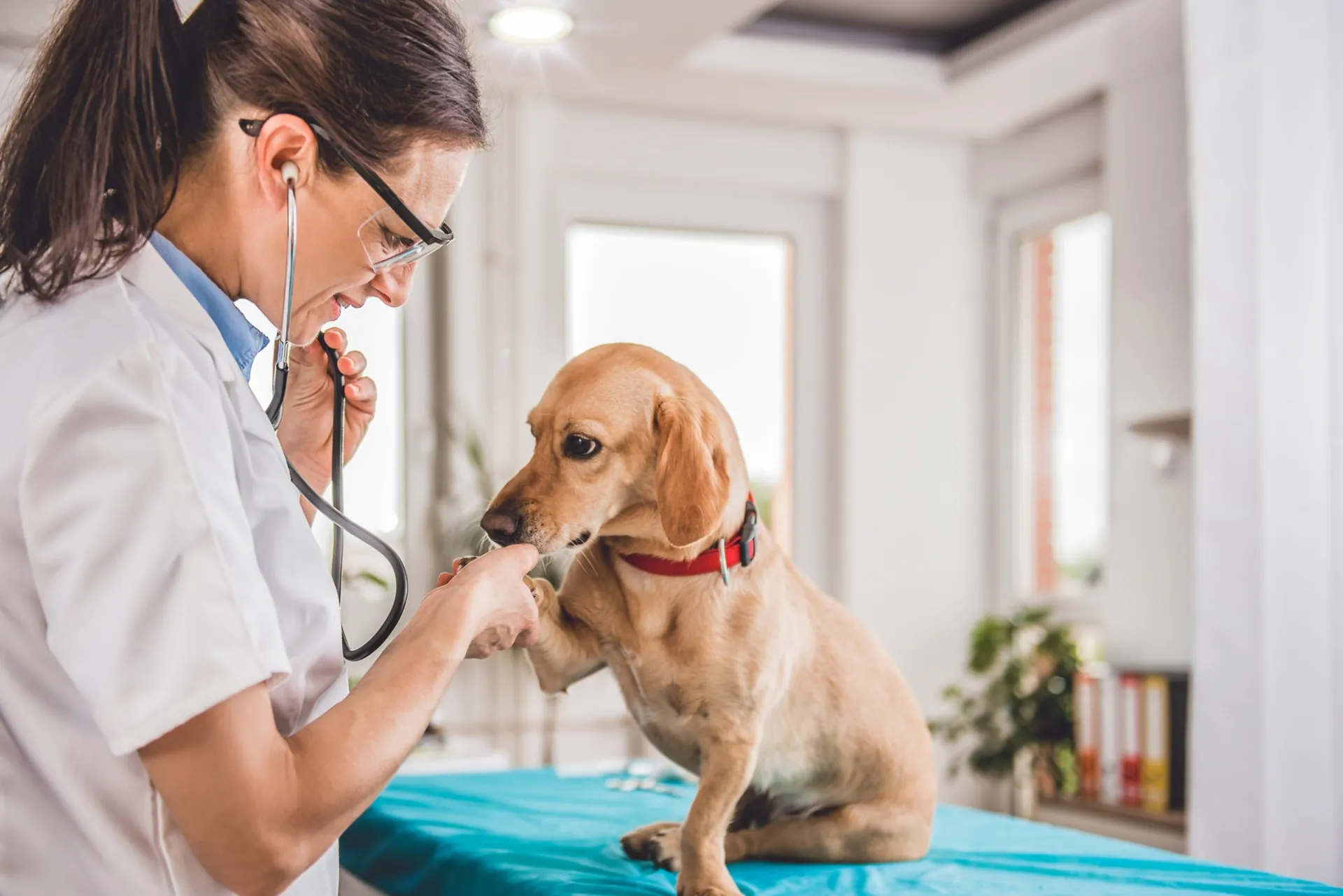 4 Essential Caring Tips Every First-Time Pet Owner Should Know for a Healthy Pet 4 Essential Caring Tips Every First-Time Pet Owner Should Know for a Healthy Pet