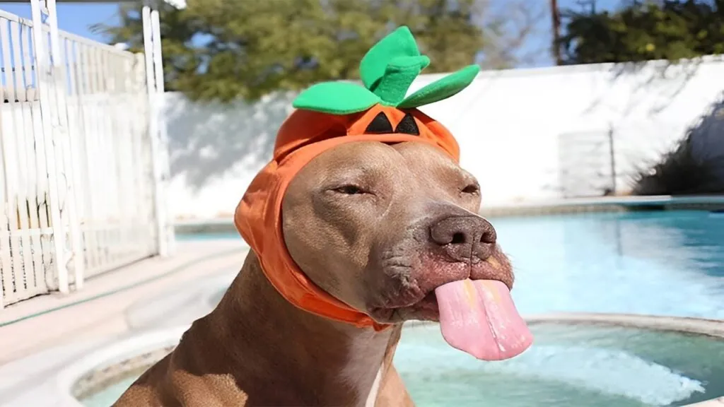 Funny Dog Printed Hoodies: A Must-Have for Every Pet Parent