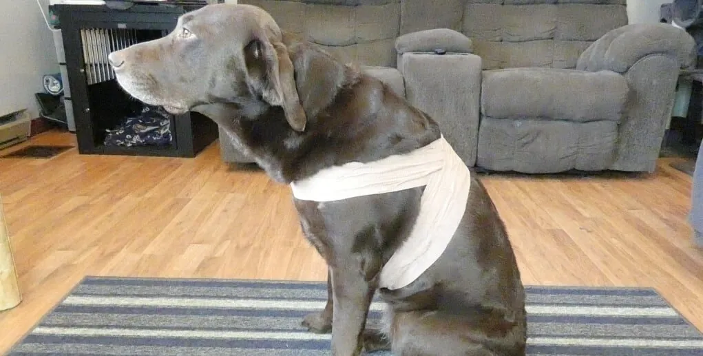 How to Ease Your Pet's Separation Anxiety?