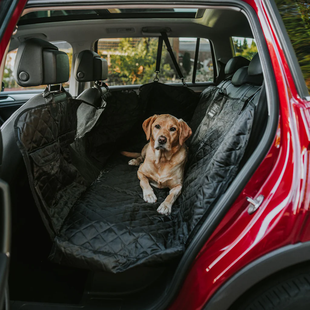 5 Pro Tips for Traveling Comfortably with Your Pet
