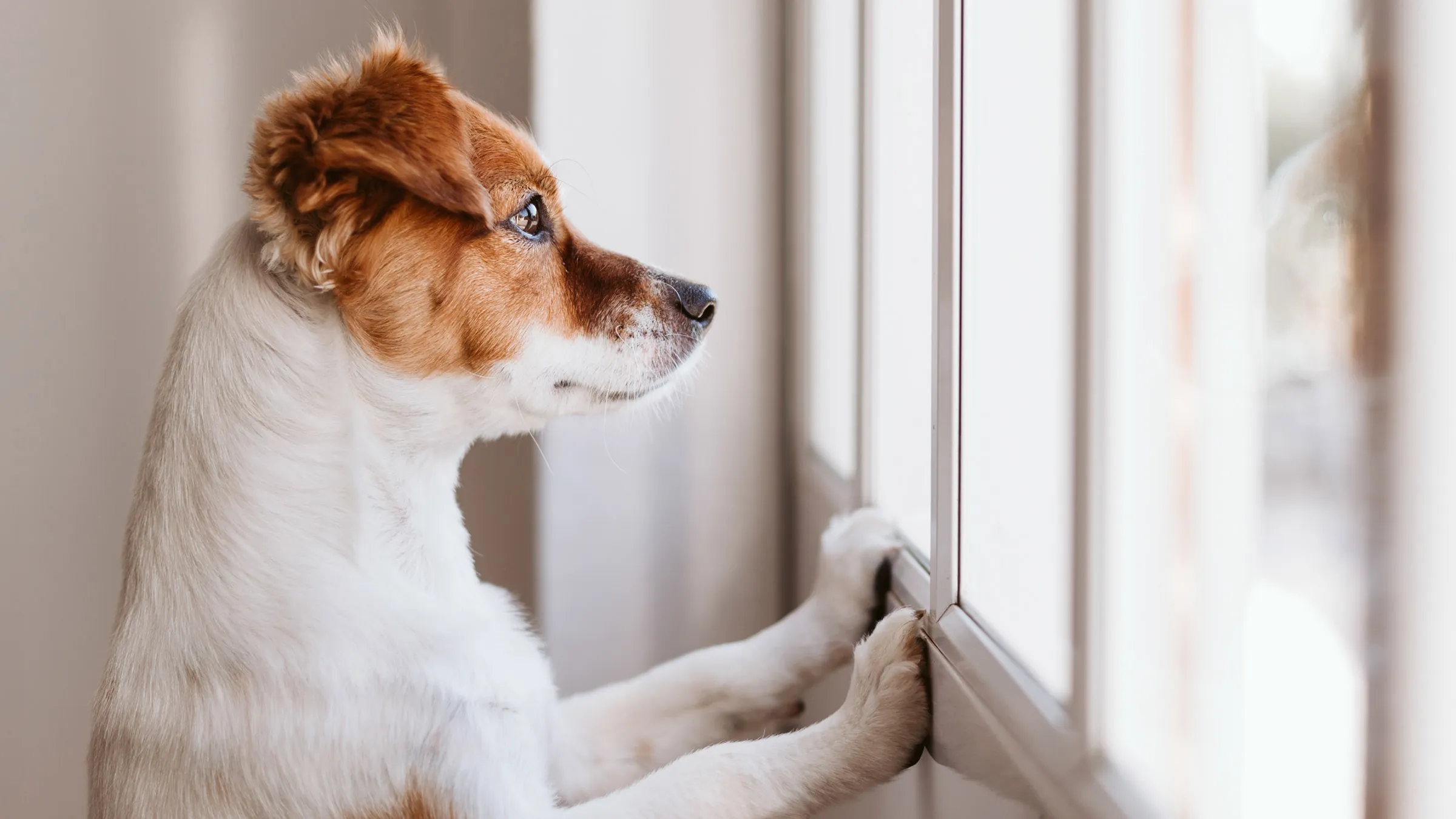 How to Ease Your Pet's Separation Anxiety?