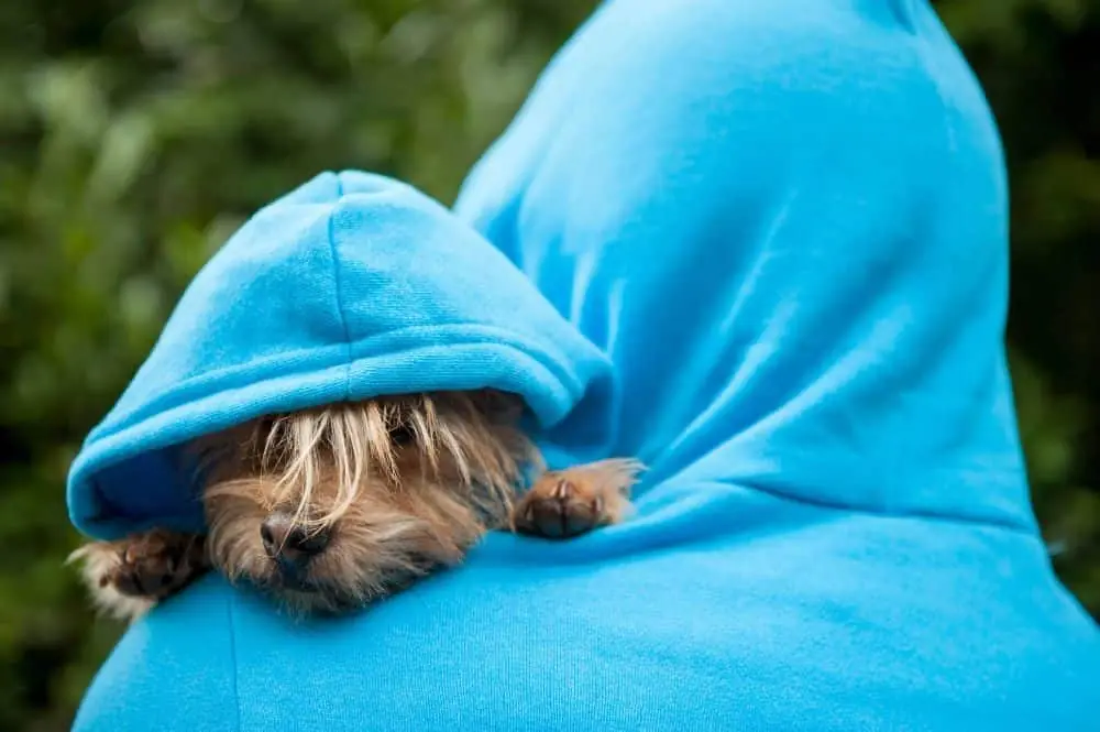 The Unique Dog Hoodie: Fashion Statement or Furry Friend Fad? The Unique Dog Hoodie: Fashion Statement or Furry Friend Fad?