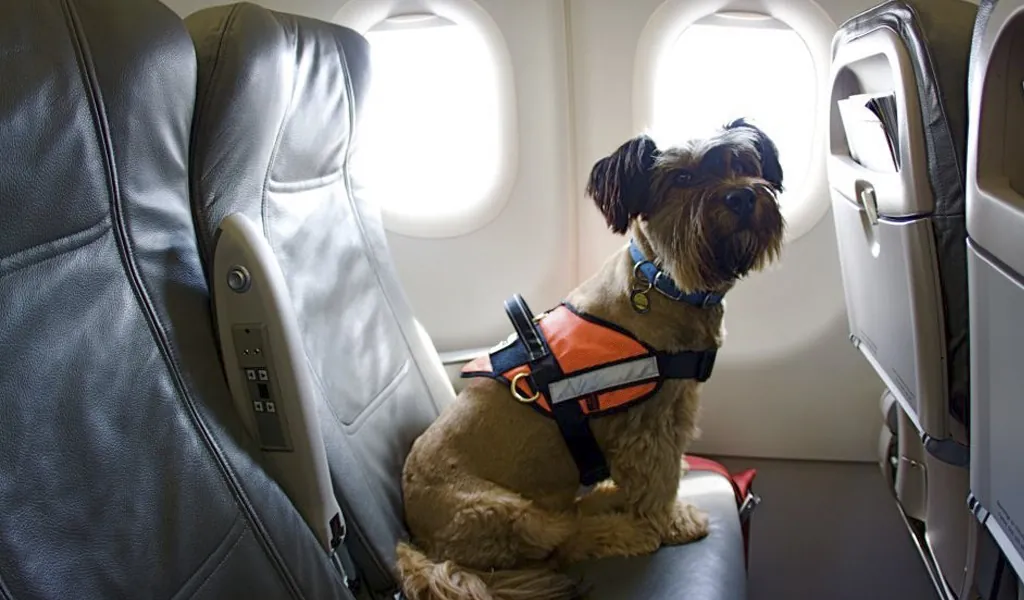 5 Pro Tips for Traveling Comfortably with Your Pet