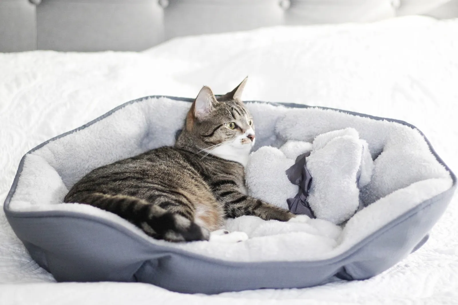 4 Essential Caring Tips Every First-Time Pet Owner Should Know for a Healthy Pet 4 Essential Caring Tips Every First-Time Pet Owner Should Know for a Healthy Pet