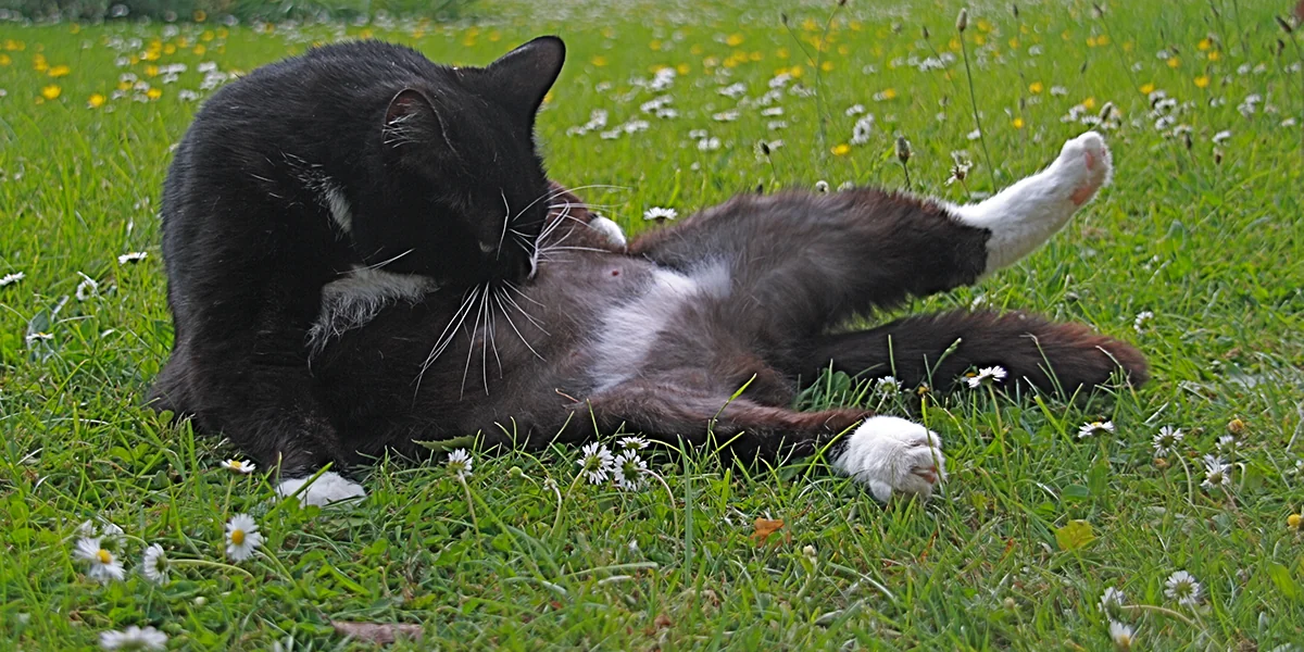 8 Warning Signs Your Pet Might Be Sick 8 Warning Signs Your Pet Might Be Sick