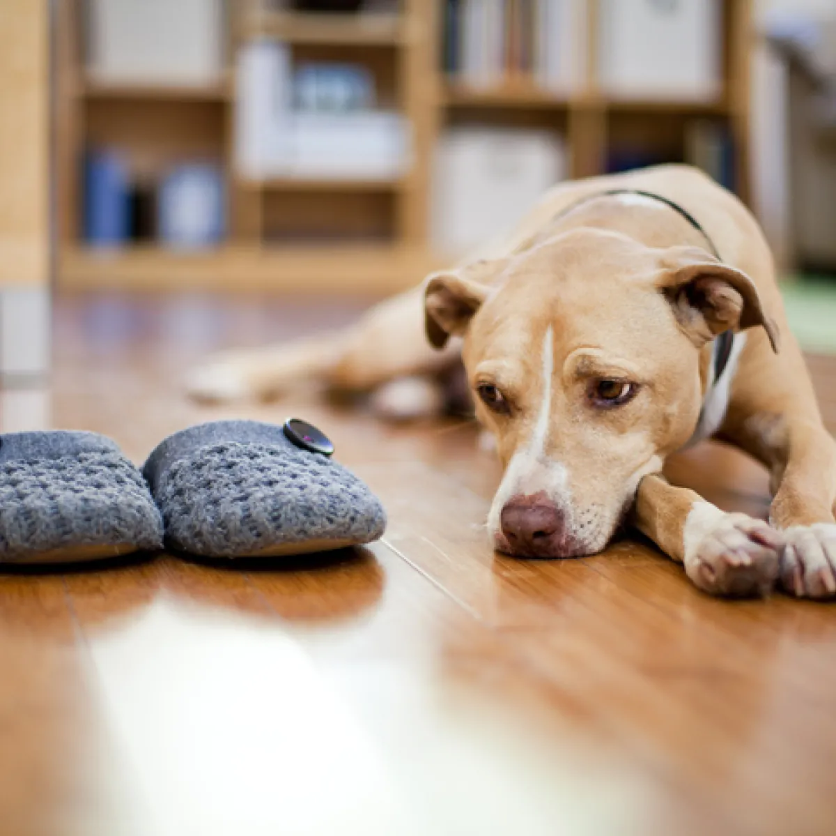 How to Ease Your Pet's Separation Anxiety?