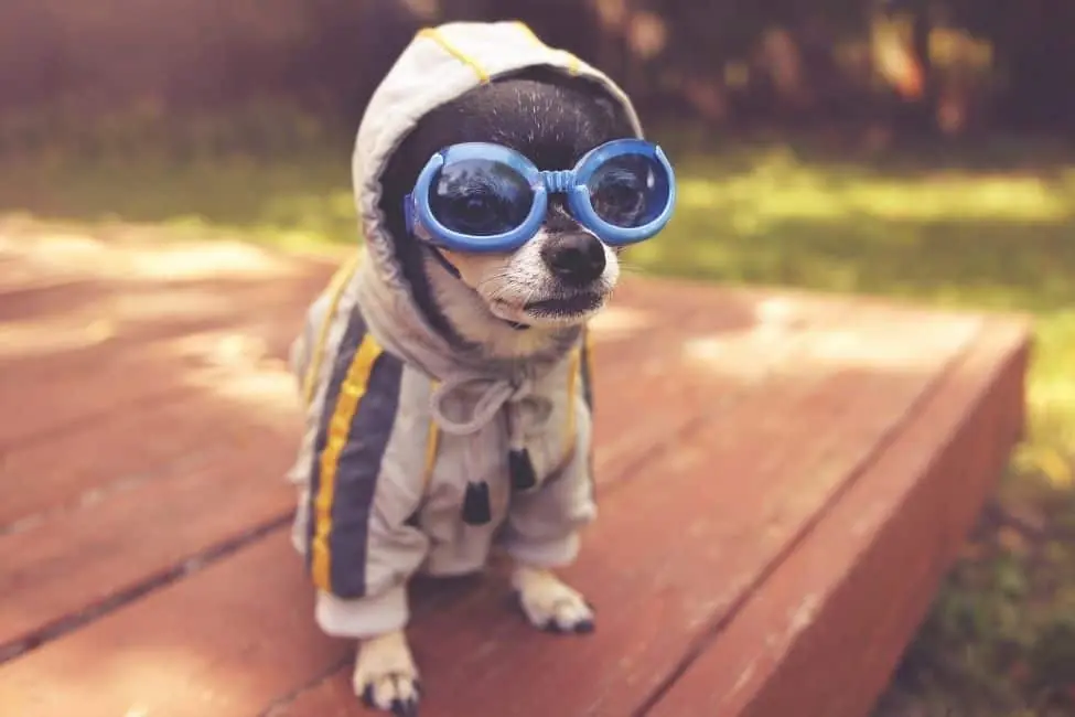 Snuggle Up in Style: The Ultimate Guide to Dog Style Hoodies Snuggle Up in Style: The Ultimate Guide to Dog Style Hoodies