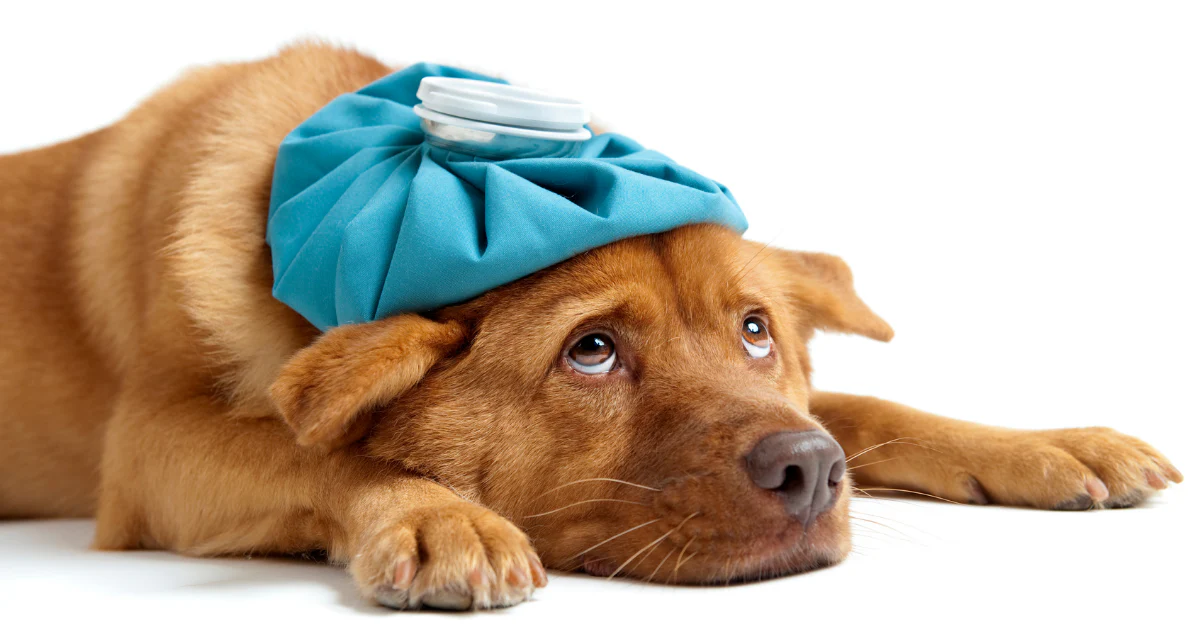 8 Warning Signs Your Pet Might Be Sick 8 Warning Signs Your Pet Might Be Sick