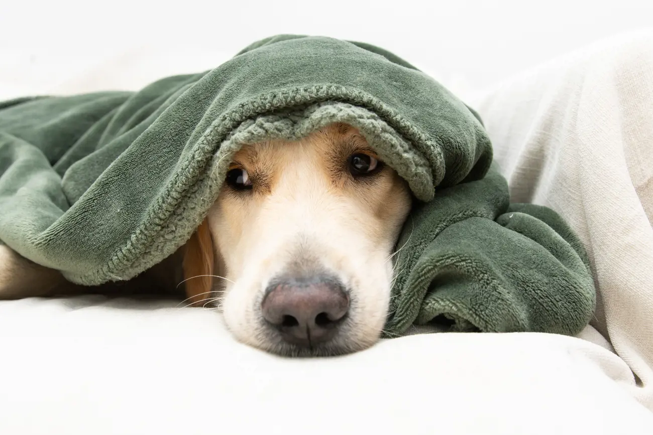 8 Warning Signs Your Pet Might Be Sick 8 Warning Signs Your Pet Might Be Sick