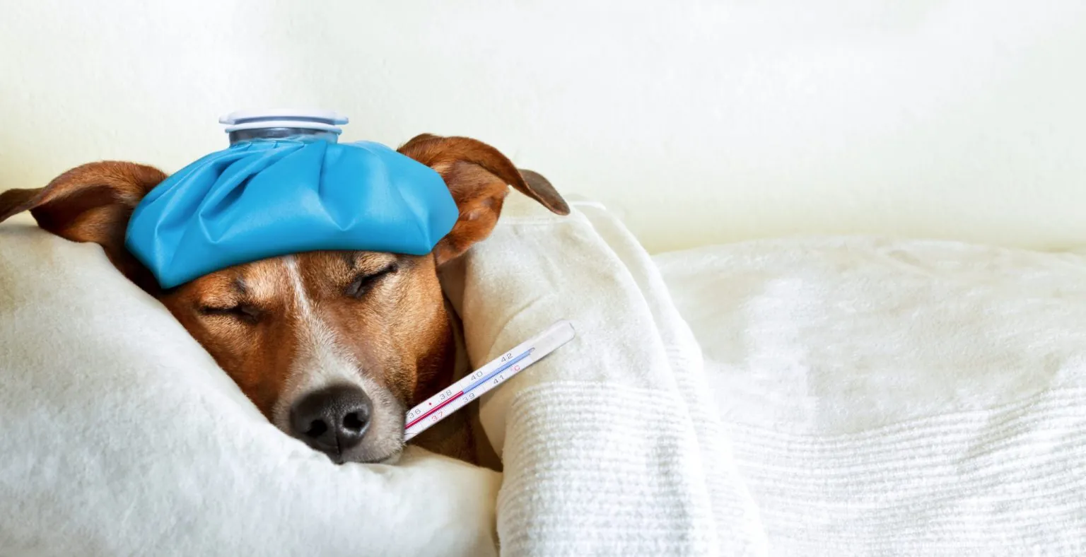 8 Warning Signs Your Pet Might Be Sick 8 Warning Signs Your Pet Might Be Sick