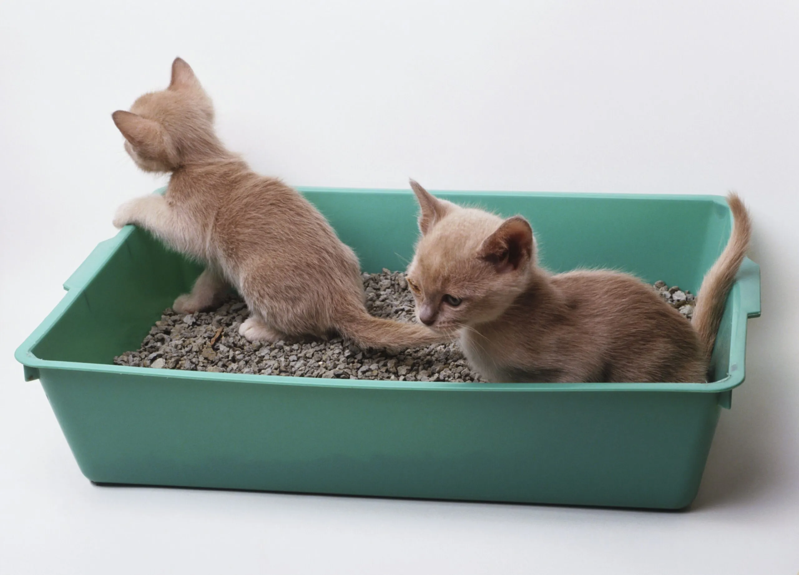 How to Teach Your Cat to Use the Litter Box? How to Teach Your Cat to Use the Litter Box?