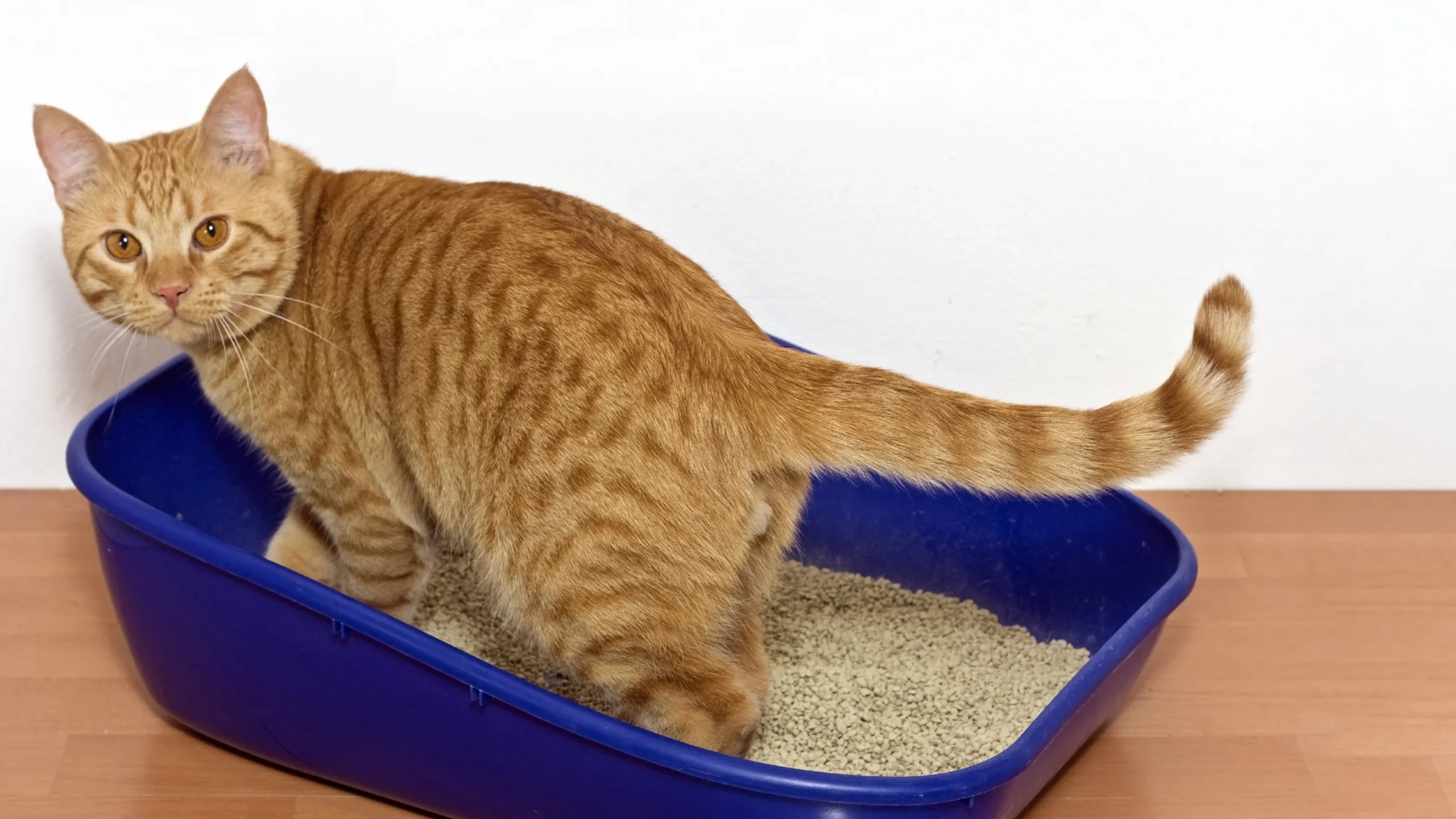 How to Teach Your Cat to Use the Litter Box? How to Teach Your Cat to Use the Litter Box?