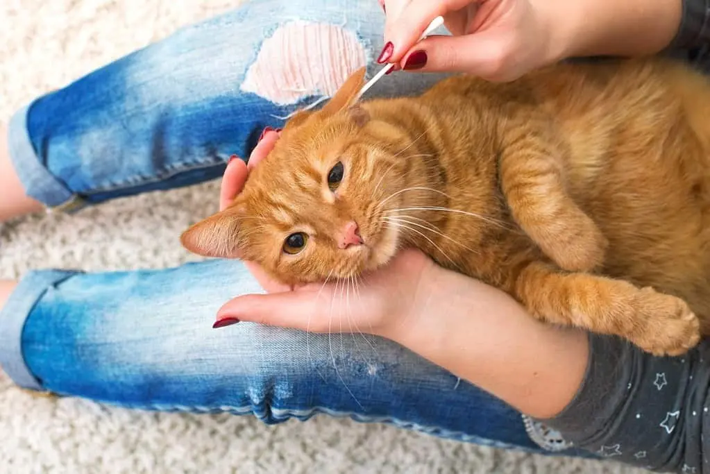 How to Clean Cat's Ears Safely?