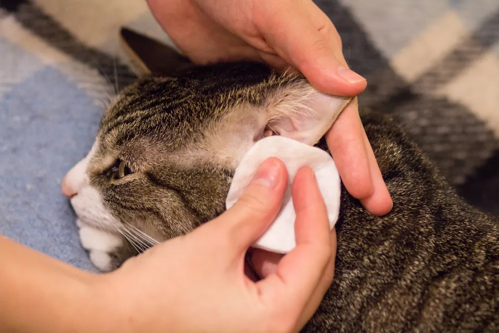 How to Clean Cat's Ears Safely?