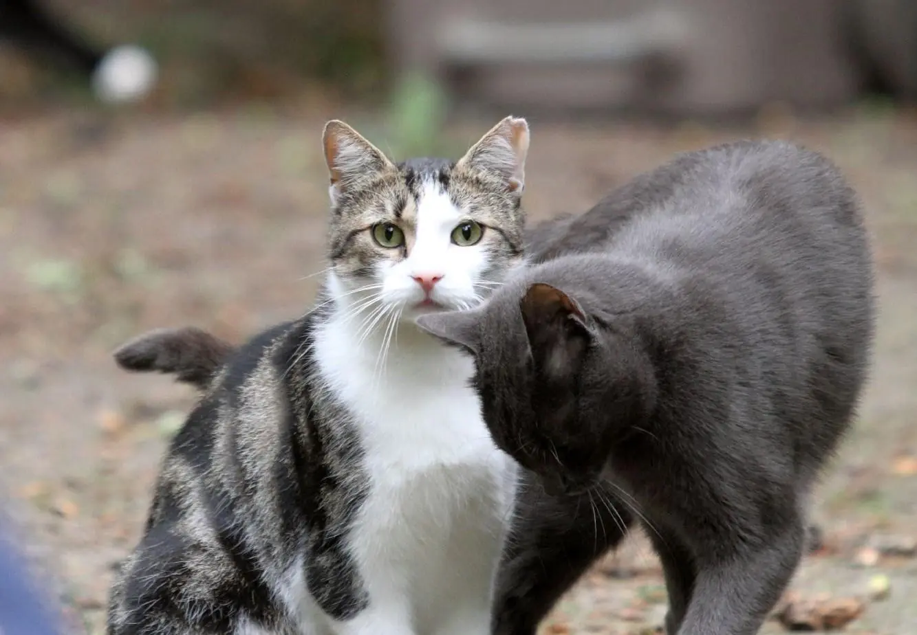 How To Introduce a New Cat To Other Pets?