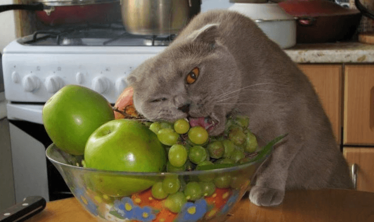 Avoid These 5 Foods That Can Poison Your Cat Avoid These 5 Foods That Can Poison Your Cat