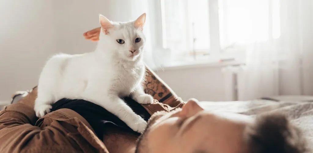 Cat Kneading: What It Means and Why They Do It
