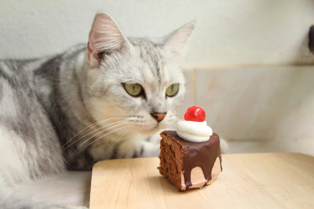 Avoid These 5 Foods That Can Poison Your Cat Avoid These 5 Foods That Can Poison Your Cat