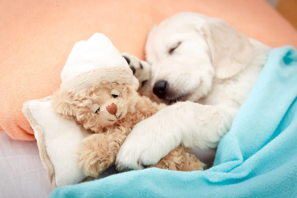 Step-by-Step Guide for Training Your New Puppy Step-by-Step Guide for Training Your New Puppy