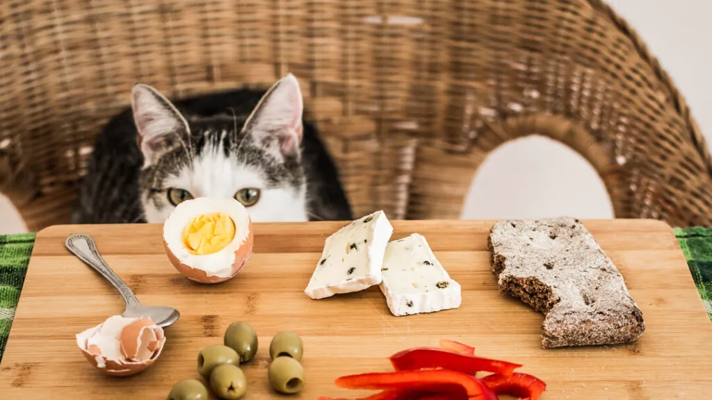 Avoid These 5 Foods That Can Poison Your Cat Avoid These 5 Foods That Can Poison Your Cat