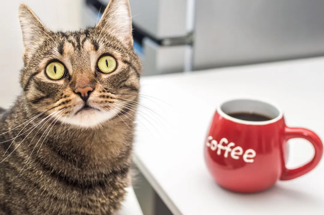 Avoid These 5 Foods That Can Poison Your Cat Avoid These 5 Foods That Can Poison Your Cat