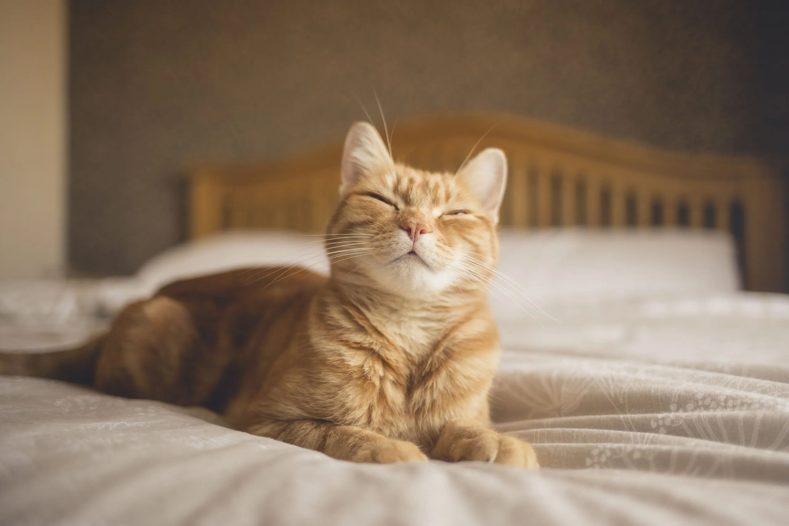 Cat Kneading: What It Means and Why They Do It