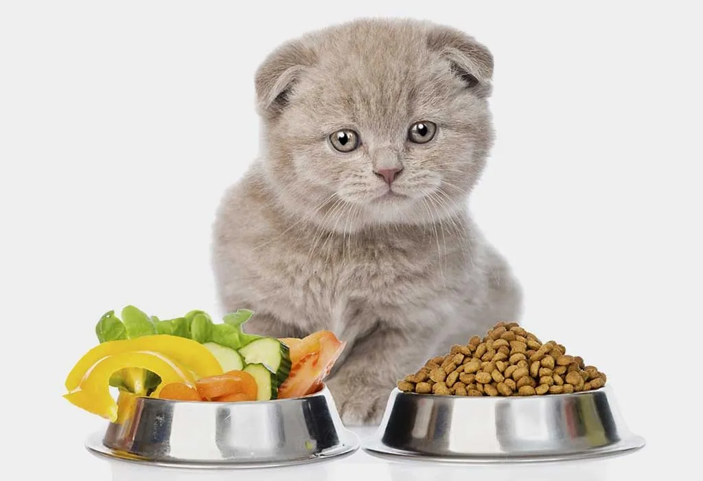 Avoid These 5 Foods That Can Poison Your Cat Avoid These 5 Foods That Can Poison Your Cat