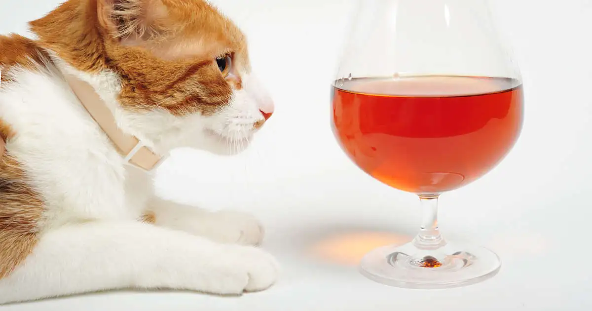 Avoid These 5 Foods That Can Poison Your Cat Avoid These 5 Foods That Can Poison Your Cat