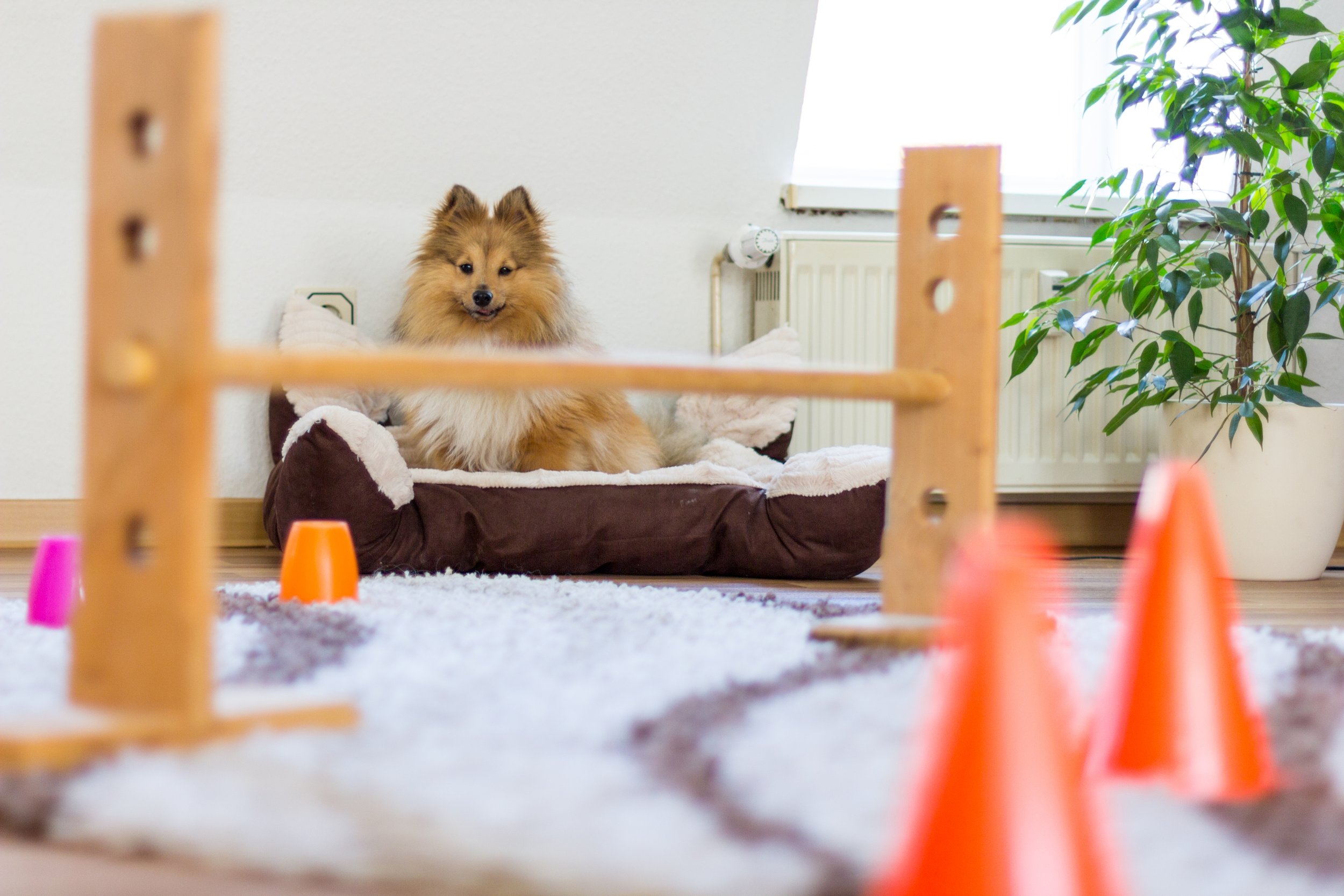 5 Fun Games to Play with Dogs Indoors.