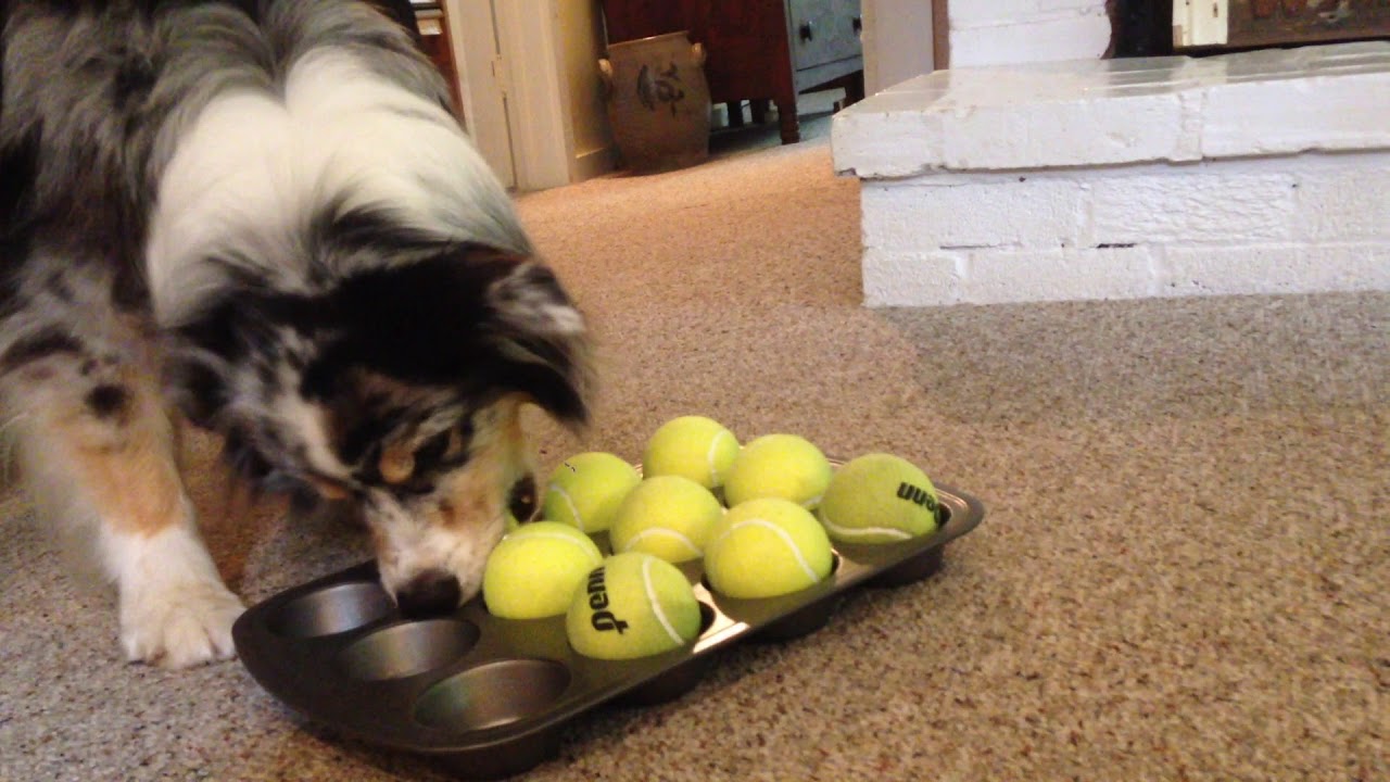 5 Fun Games to Play with Dogs Indoors.