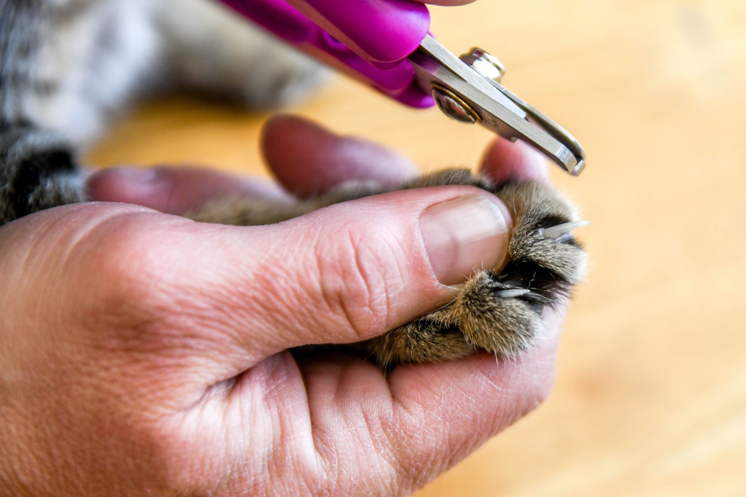 5 Tips for Trimming Your Cat's Nails