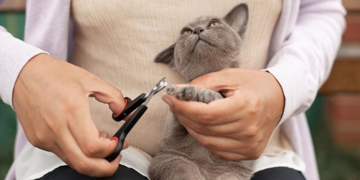 5 Tips for Trimming Your Cat's Nails