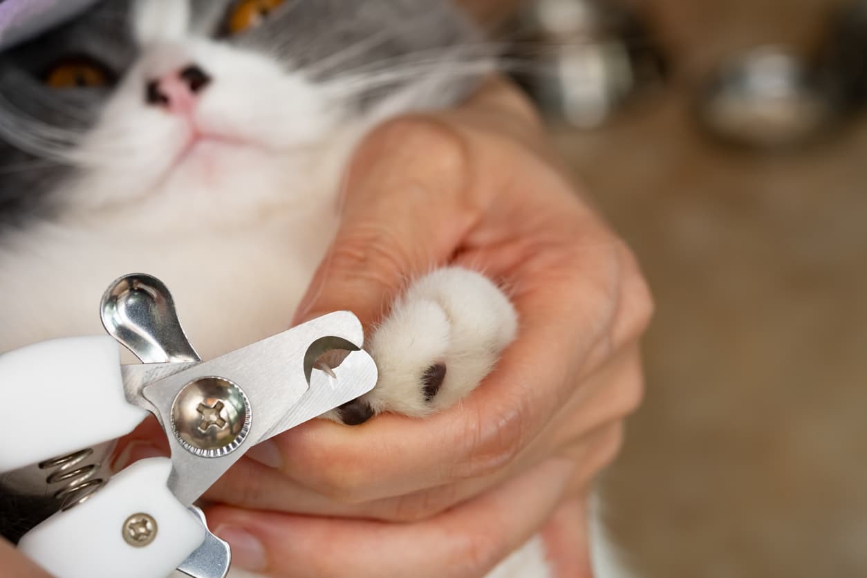 5 Tips for Trimming Your Cat's Nails