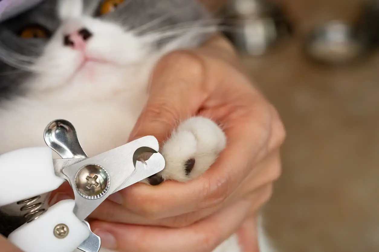 5 Tips for Trimming Your Cat's Nails 5 Tips for Trimming Your Cat's Nails
