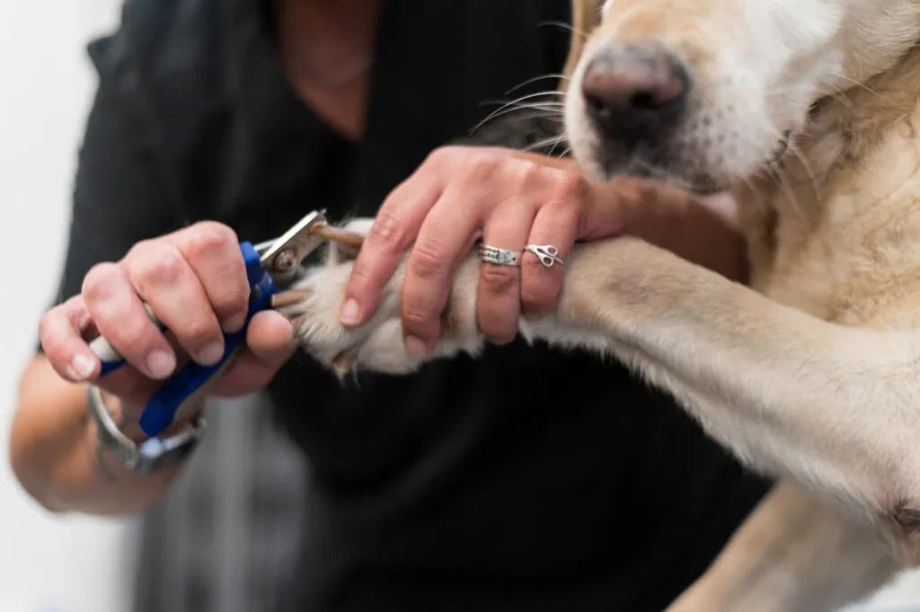 How to Trim a Dog's Nails Safely? How to Trim a Dog's Nails Safely?