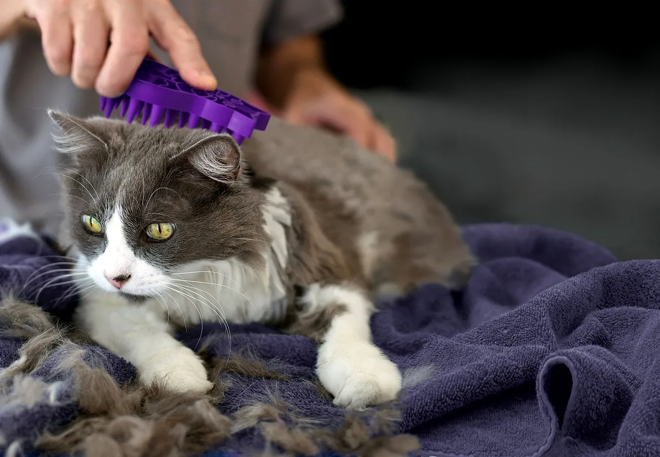 How Often Should You Groom a Cat?  How Often Should You Groom a Cat?
