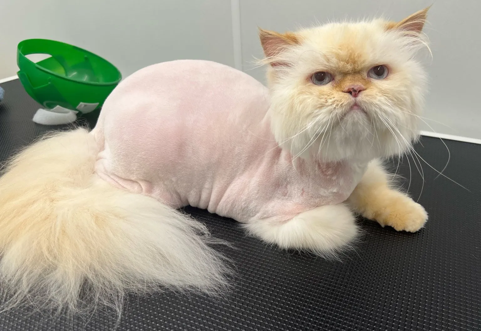 How Often Should You Groom a Cat? 