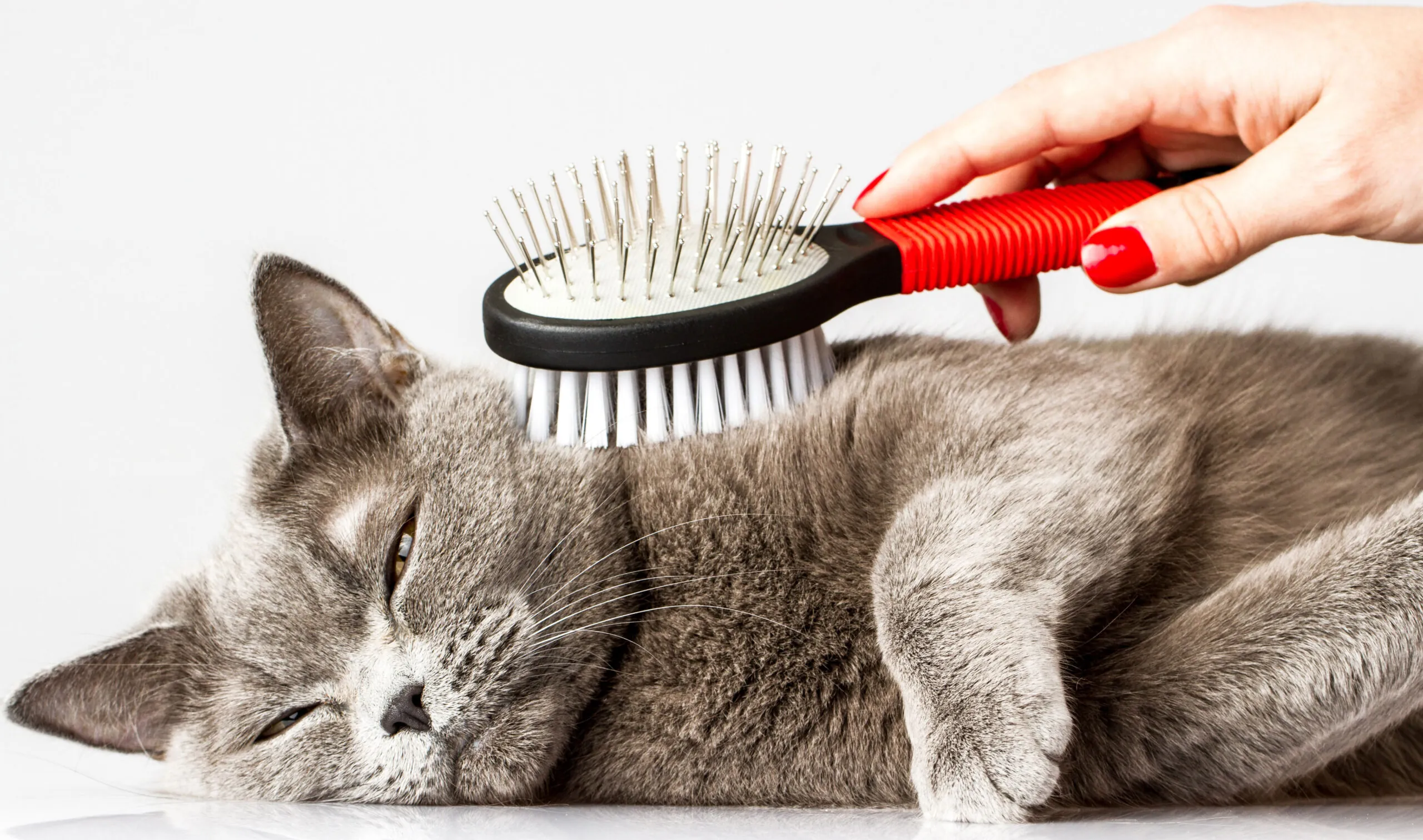 How Often Should You Groom a Cat?  How Often Should You Groom a Cat?