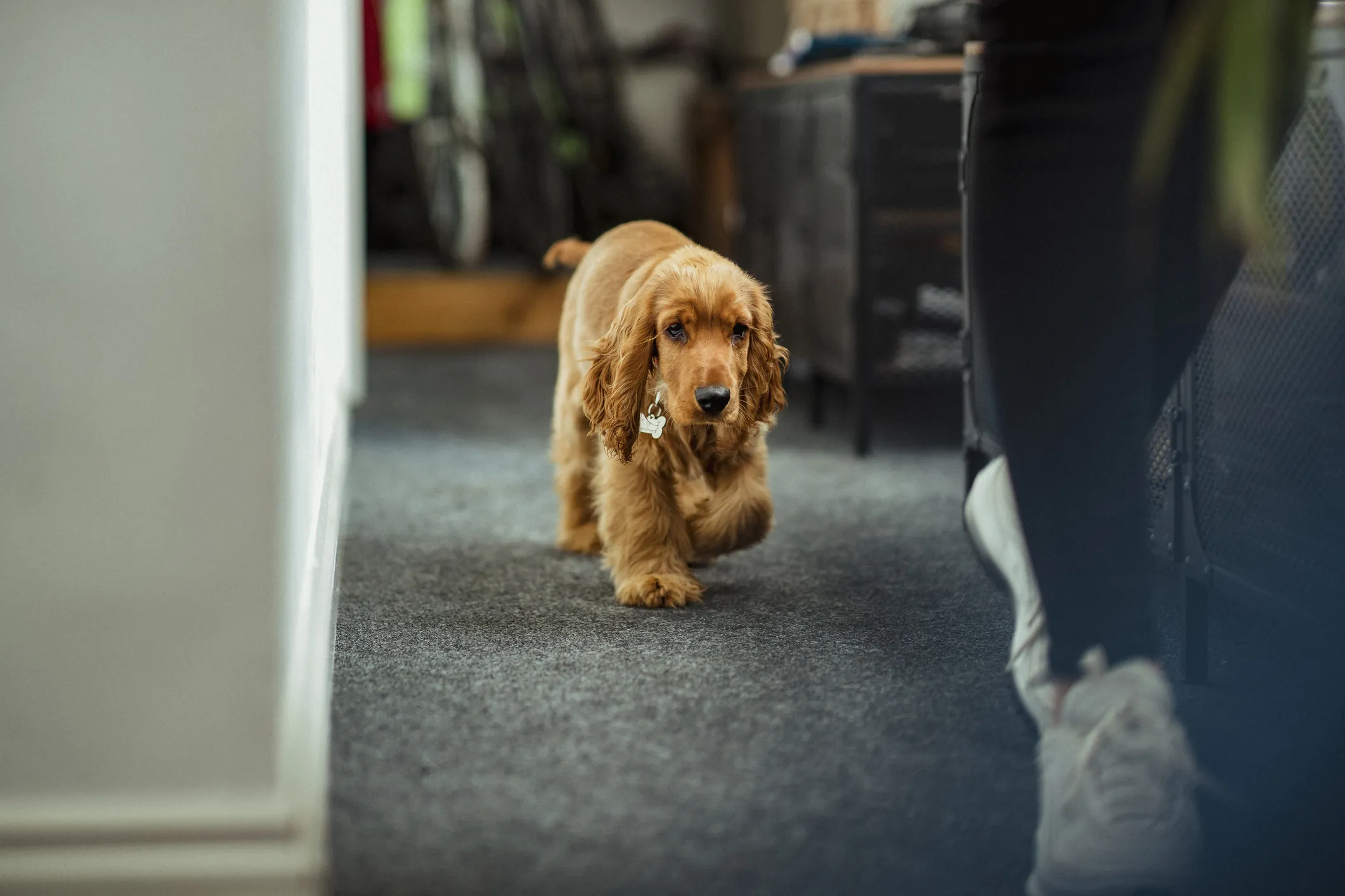 5 Reasons Why Your Dog Follows You Everywhere