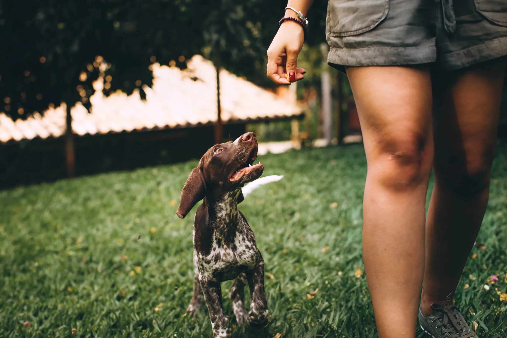 10 Simple Tricks to Train Your Dog 10 Simple Tricks to Train Your Dog