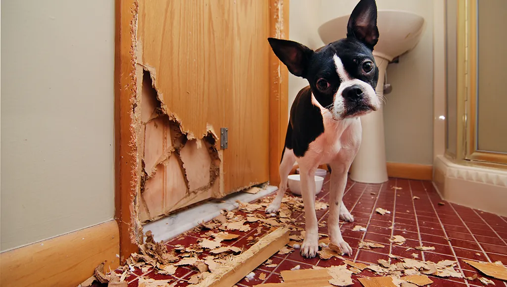 How to Stop a Dog from Chewing Furniture? How to Stop a Dog from Chewing Furniture?