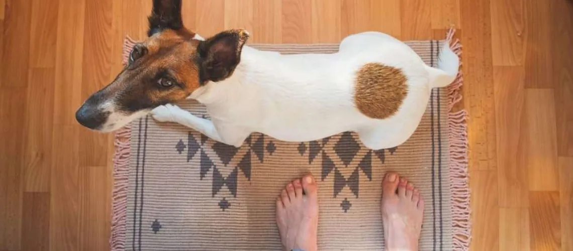 5 Reasons Why Your Dog Follows You Everywhere