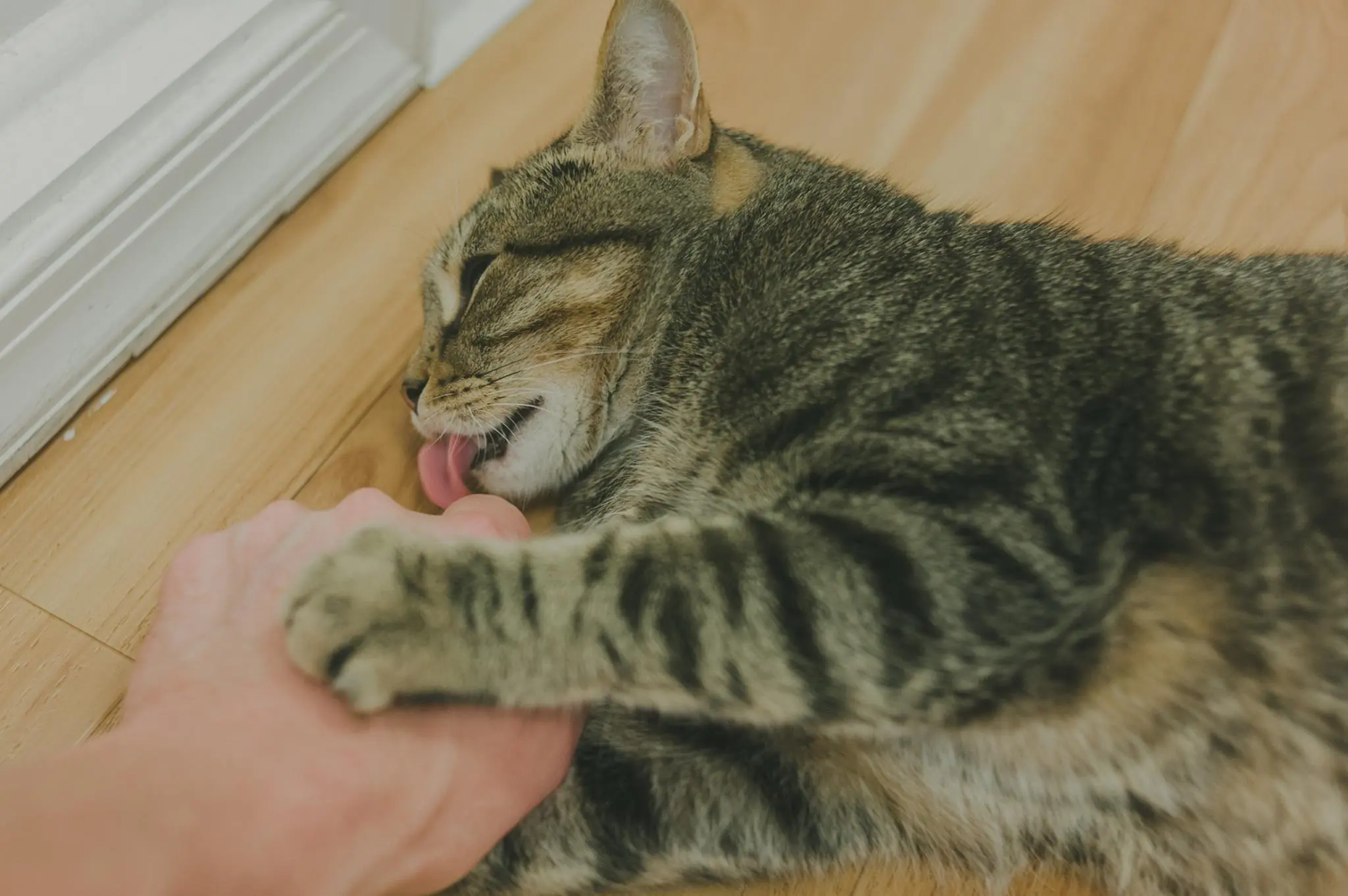 5 Common Signs of Illness in Cats