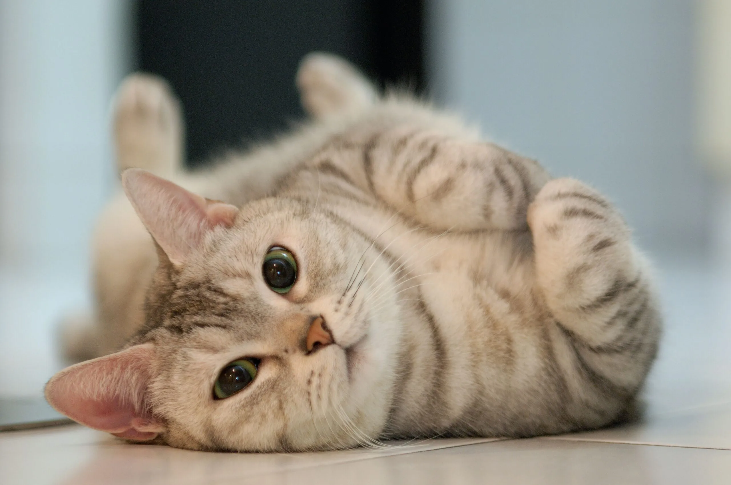 5 Common Signs of Illness in Cats