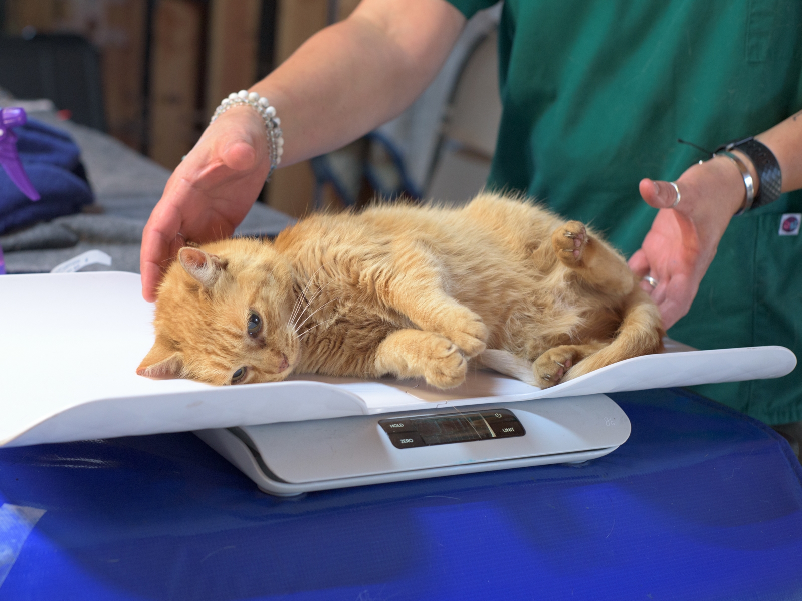 5 Common Signs of Illness in Cats