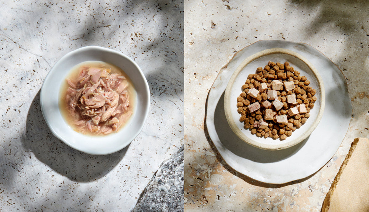 Is Dry or Wet Food Better for Cats? 