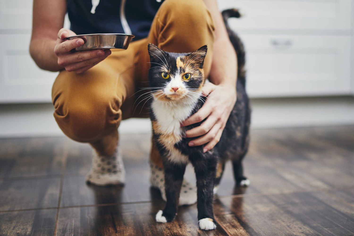 Is Dry or Wet Food Better for Cats? 
