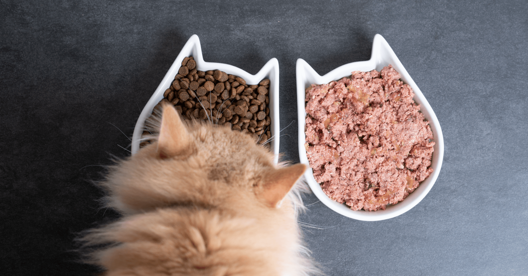 Is Dry or Wet Food Better for Cats? 