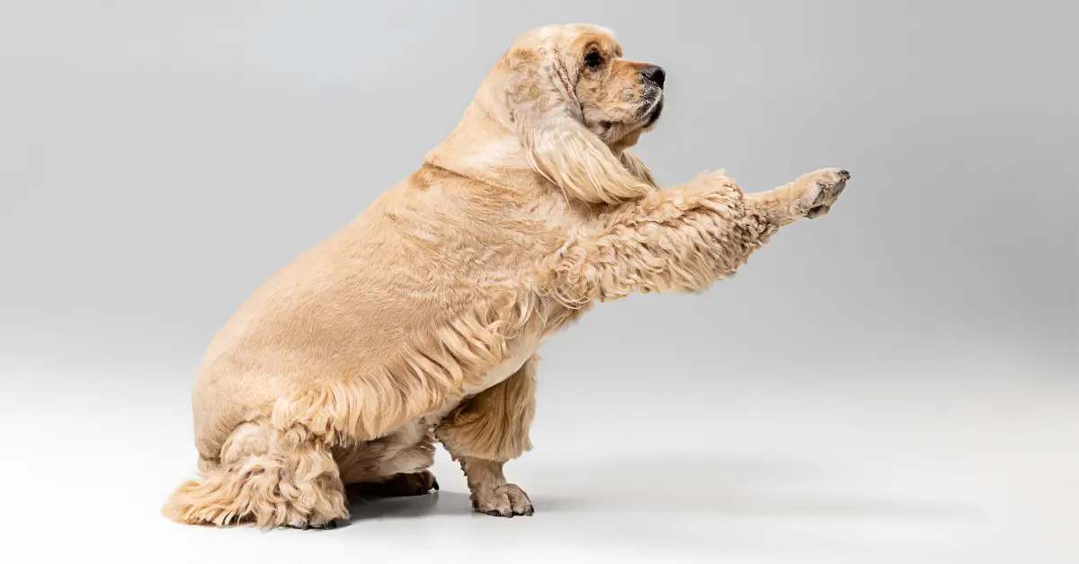 10 Dog Body Language Signals You Need to Understand