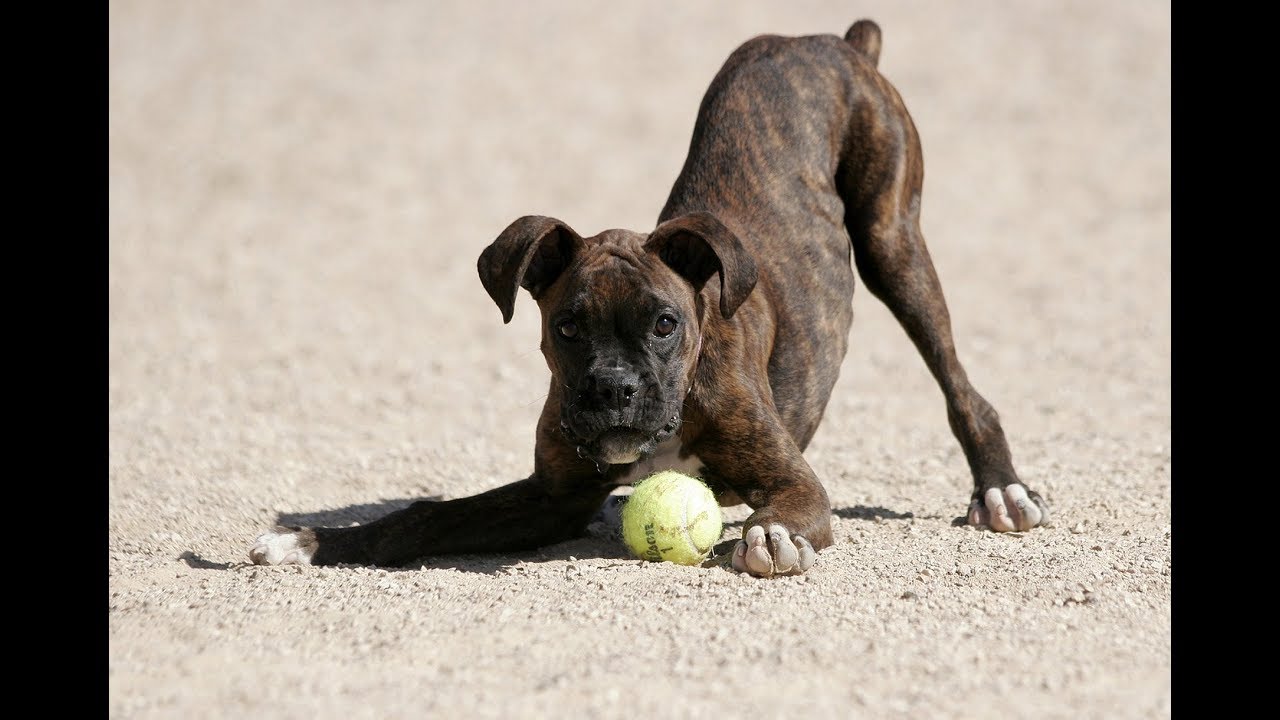 10 Dog Body Language Signals You Need to Understand